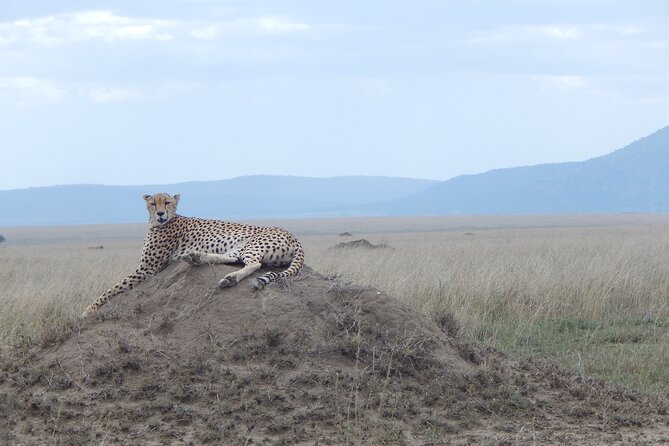 5 Days Safari to Serengeti, Ngorongoro, Tarangire From Arusha - Pickup and Drop-off Arrangements