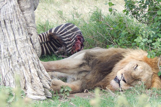 5 Days Safari to Serengeti, Ngorongoro, Tarangire From Arusha - Booking and Cancellation Policies