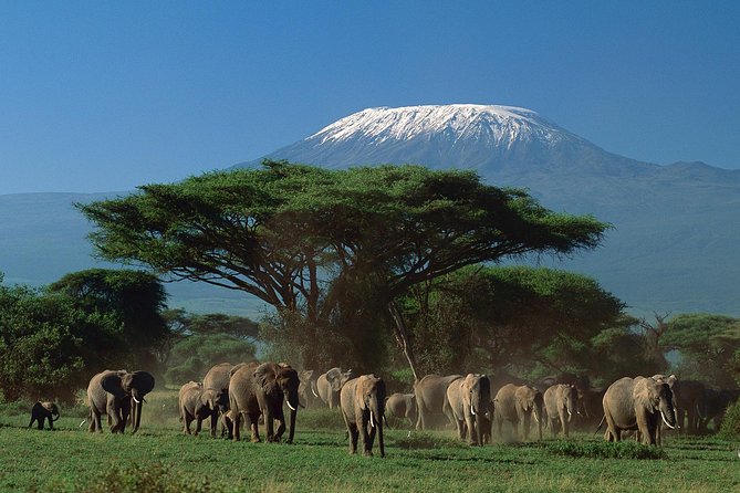 5 Days Safari to Tarangire, Ngorongoro, Serengeti and Lake Manyara - Exclusions and Fees