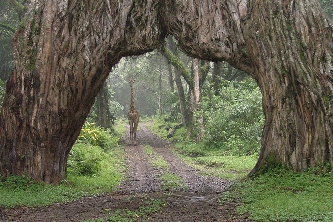 5 Days Safari to Tarangire, Ngorongoro, Serengeti and Lake Manyara - Pickup and Dropoff