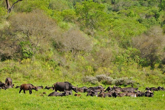 5 Days Safari to Tarangire, Ngorongoro, Serengeti and Lake Manyara - Cancellation Policy