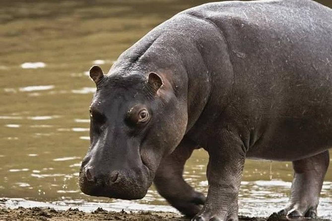 5 Days Safari Tour Itinerary: Delight With Luxury Safaris in 3 National Parks - Accessibility and Participation