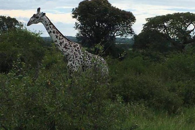 5 Days Safari Tour Itinerary: Delight With Luxury Safaris in 3 National Parks - Accommodation and Meals