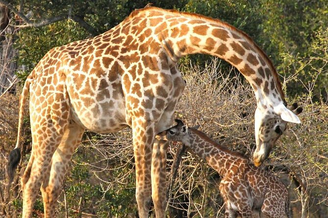 5-Days Selous Game Reserve and Mikumi National Park Tour - Key Points