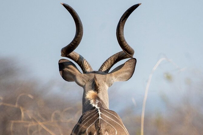 5-Days Selous Game Reserve and Mikumi National Park Tour - Tour Overview
