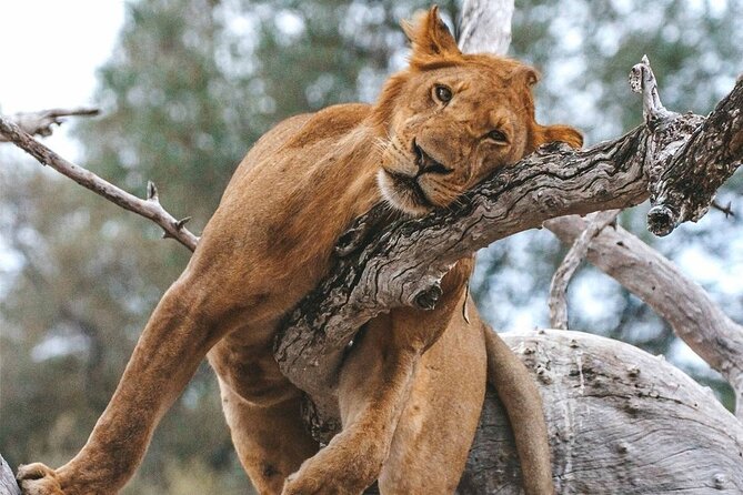 5-Days Selous Game Reserve and Mikumi National Park Tour - Ratings and Reviews