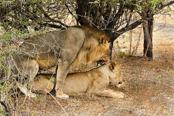 5-Days Selous Game Reserve and Mikumi National Park Tour - Cancellation Policy