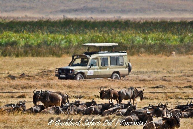 5 Days Serengeti Camping Safari - Testimonials and Ratings