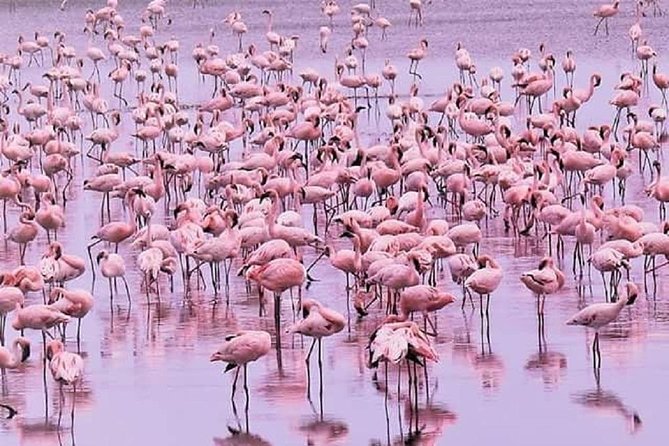 5 Days Serengeti, Ngorongoro, Tarangire & Manyara Lodge Tour - Pickup and Meeting