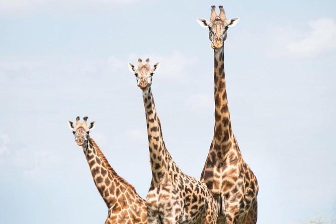 5 Days Serengeti, Ngorongoro, Tarangire & Manyara Lodge Tour - Additional Considerations