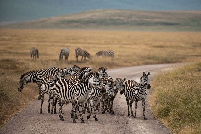 5 Days Tanzania Big 5 Safaris - Key Points