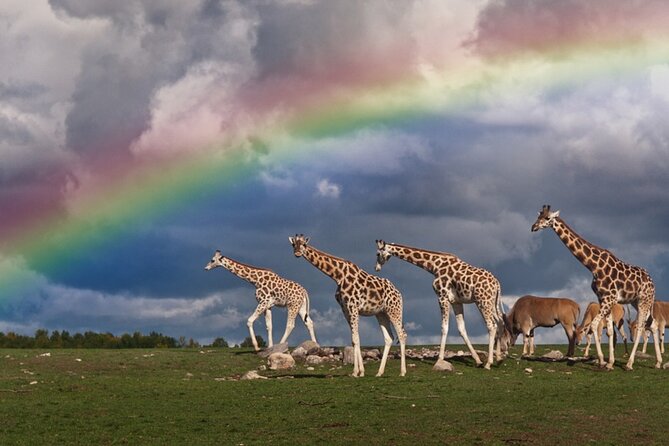 5 Days Tanzania Big 5 Safaris - Accessibility Information