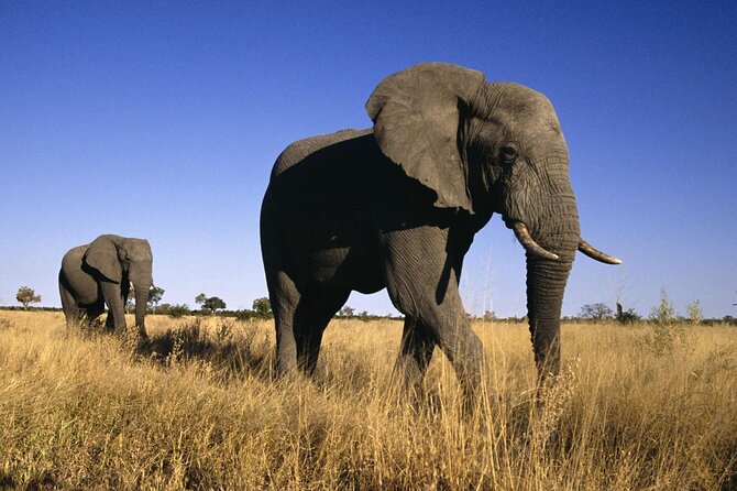 5 Days Tanzania Big 5 Safaris - Booking Policies