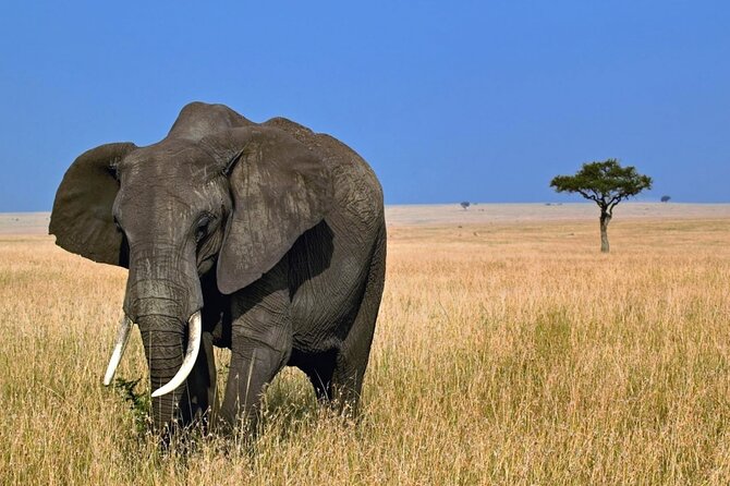 5 Days Tanzania Big 5 Safaris - Additional Options