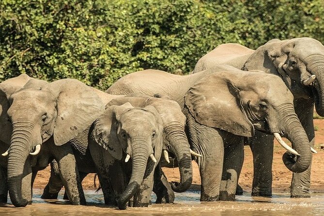 5 Days Tanzania Budget Camping Safari - Key Points