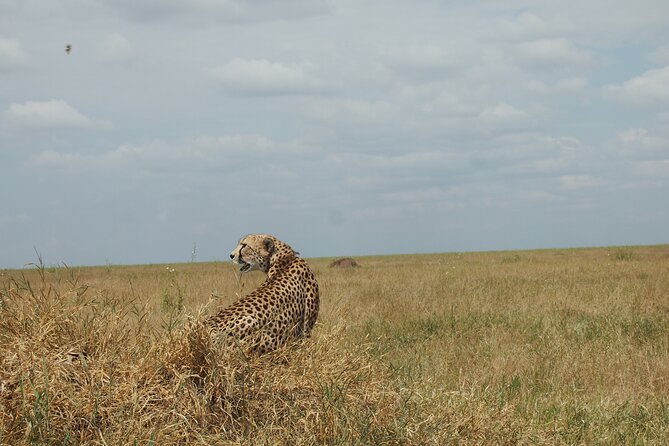 5 Days Tanzania Camping Safari - Languages and Availability