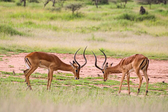 5 Days Tanzania Family Safari - Safari Travel Logistics