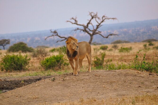 5 Days Tanzania Family Safari - Safety and Precautions