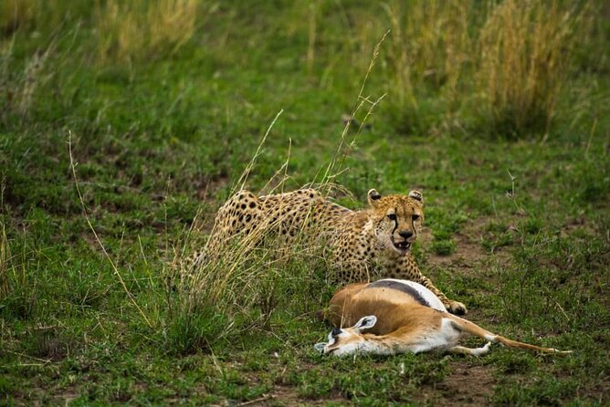 5 Days Tanzania Group Joining Safari, Tarangire/Serengeti/Ngorongoro Crater - Included Activities