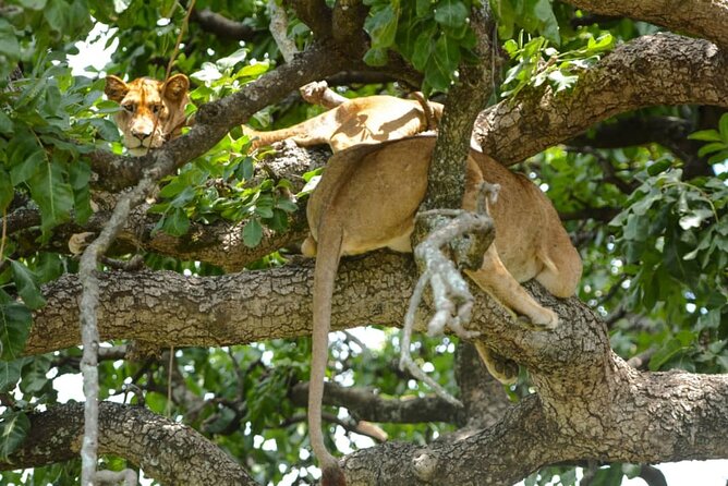 5 Days Tanzania Group Joining Safari, Tarangire/Serengeti/Ngorongoro Crater - Included Meals