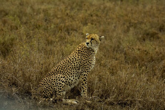 5 Days Tanzania Group Joining Safari, Tarangire/Serengeti/Ngorongoro Crater - Pickup and Drop-off