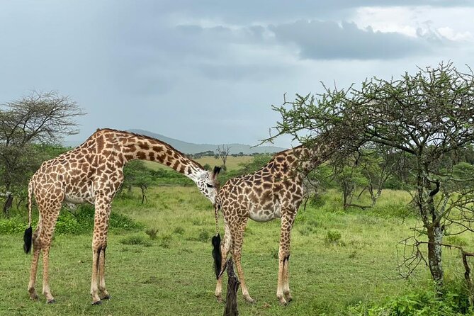 5 Days Tanzania Joining Safari With Pick up Included Shared Tour - Itinerary