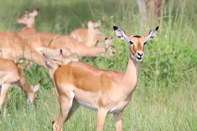 5 Days Tanzania Joining Safari With Pick up Included Shared Tour - What to Bring