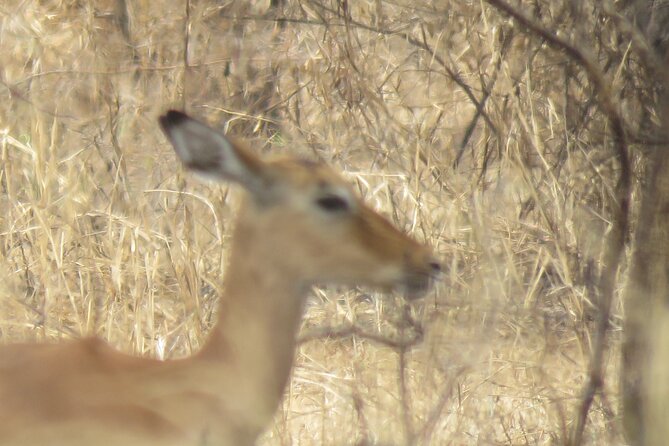 5 Days Tanzania Luxury Lodge Private Safari - Accommodation and Meals