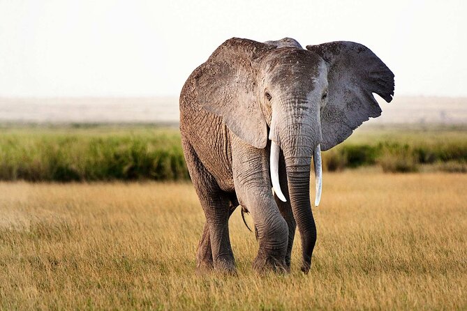 5 Days Tanzania Luxury Lodge Private Safari - Tribal Village Interaction