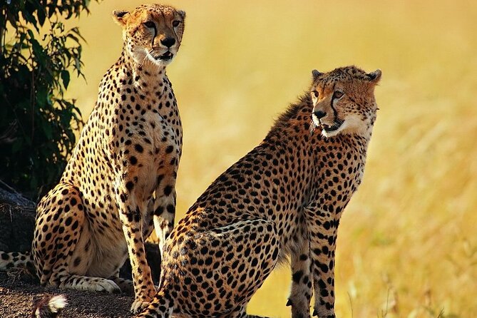 5 Days Tanzania Luxury Lodge Private Safari - Flamingo Viewing at Lake Natron