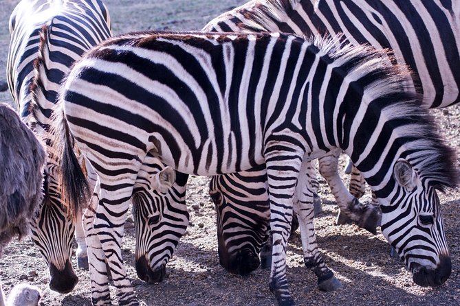 5 Days Tanzania Midrange Lodge Private Safari - Pickup and Dropoff