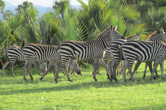 5 Days Tanzania Private Group Safari - Accessibility and Participation