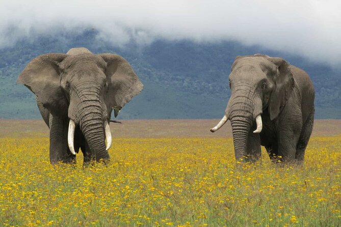5 Days Tanzania Private Group Safari - Pricing and Cancellation Policy