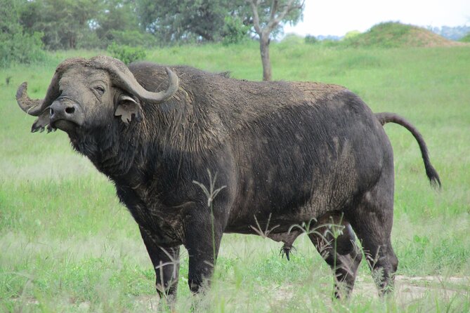 5 Days Tanzania Private Group Safari - Exploring the Serengeti National Park