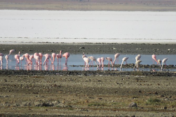 5 Days Tanzania Safari From Mwanza to Arusha - Cancellation Policy
