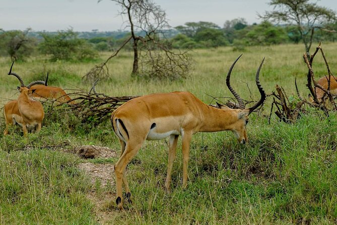 5 Days Tanzania Safari - Migration and Big 5 Safaris - Booking and Cancellation