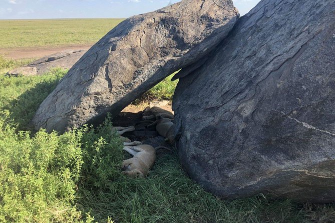 5 Days Tanzania Safari - Migration and Big 5 Safaris - Reviews and Ratings