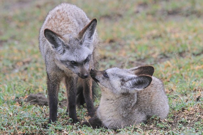 5 Days Tanzania Safari- Tarangire Np, Serengeti Np and Ngorongoro Crater - Tarangire National Park