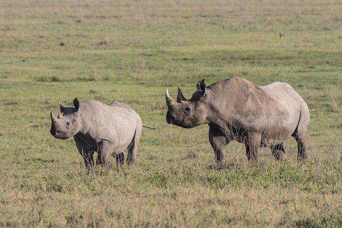 5 Days Tanzania Safari- Tarangire Np, Serengeti Np and Ngorongoro Crater - Ngorongoro Crater