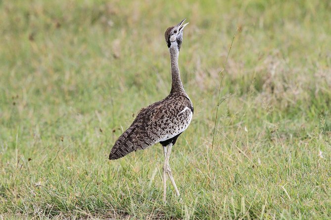 5 Days Tanzania Safari- Tarangire Np, Serengeti Np and Ngorongoro Crater - Accommodations and Meals