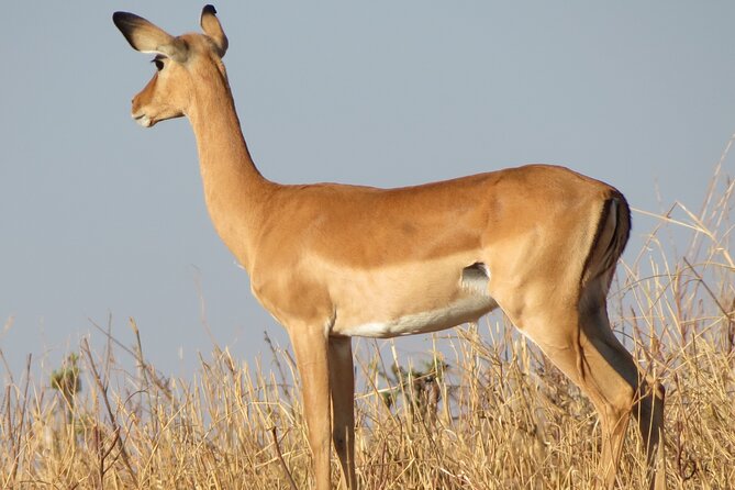 5 Days Tanzania Wildlife Safari Private Tour - Schedule and Availability