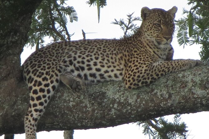5 Days Tanzania Wildlife Safari Private Tour - Wildlife Safari Highlights