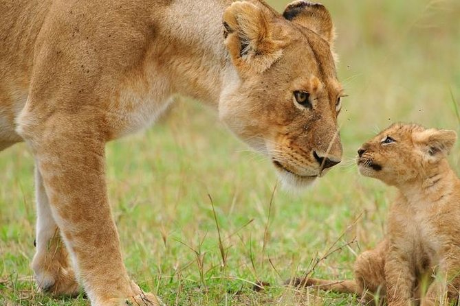5 Days Tarangire, Serengeti, Ngorongoro & Manyara Budget Lodge Safari Tour - Transportation and Guide