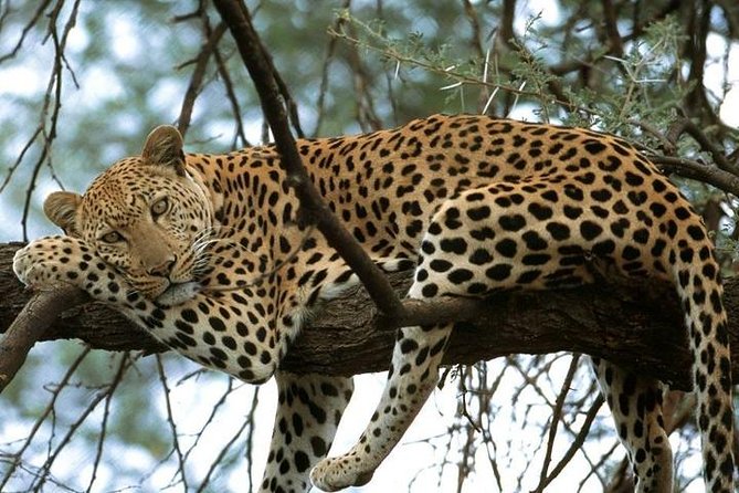 5 Days Tarangire, Serengeti, Ngorongoro & Manyara Budget Lodge Safari Tour - Booking Confirmation