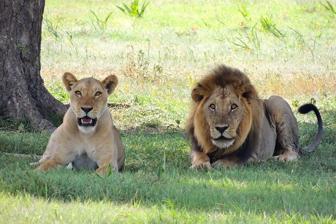 5 Days Tarangire, Serengeti, Ngorongoro & Manyara Joining Safari Tour Tanzania - Booking Confirmation and Payment