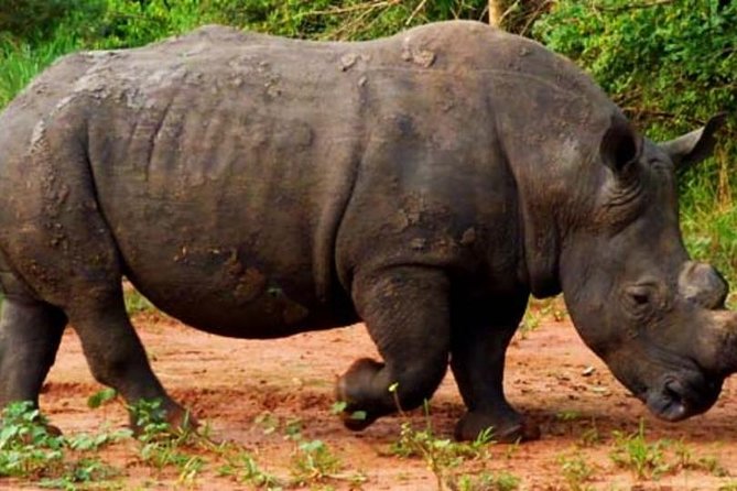 5 Days Tarangire, Serengeti, Ngorongoro & Manyara Joining Safari Tour Tanzania - Additional Tour Details