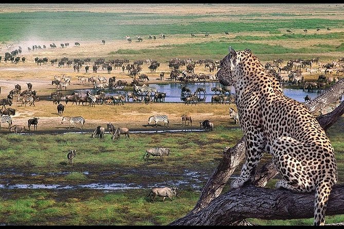 5 Days Tarangire, Serengeti, Ngorongoro & Manyara Mid-Range Camping Safari Tour - Tarangire National Park