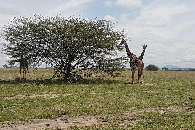 5 Days Tarangire, Serengeti, Ngorongoro & Manyara Mid-Range Camping Safari Tour - Serengeti National Park
