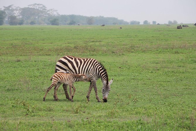 5 Days Tarangire, Serengeti, Ngorongoro & Manyara Mid-Range Camping Safari Tour - Lake Manyara National Park