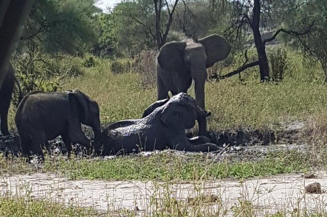 5 Days Tarangire, Serengeti, Ngorongoro & Manyara Mid-Range Camping Safari Tour - Booking and Pickup